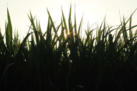 Dew on the grass in the sunny morning with beautiful soft bokeh effect. sunrise on the green grassの写真素材