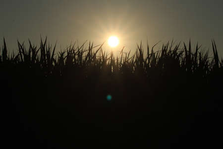Dew on the grass in the sunny morning with beautiful soft bokeh effect. sunrise on the green grass