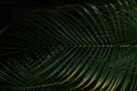 closeup shot of wet palm leaves or leafs in the rainy day on the eveningの写真素材