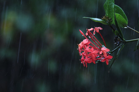rain drops on the Butterfly Milkweed or orange flower in the rainy dayの写真素材