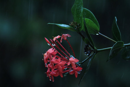 rain drops on the Butterfly Milkweed or orange flower in the rainy dayの写真素材