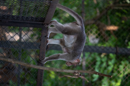 monkey at Bannerghatta national park Bangalore playing in the zoo. forest Wildlife sanctuaries in Karnataka Indiaの写真素材