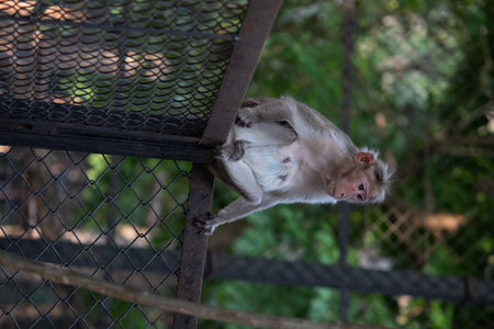 monkey at Bannerghatta national park Bangalore playing in the zoo. forest Wildlife sanctuaries in Karnataka Indiaの写真素材