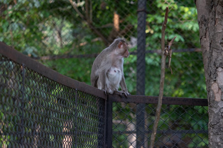 monkey at Bannerghatta national park Bangalore playing in the zoo. forest Wildlife sanctuaries in Karnataka Indiaの写真素材