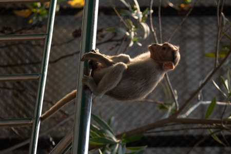 monkey at Bannerghatta national park Bangalore playing in the zoo. forest Wildlife sanctuaries in Karnataka Indiaの写真素材