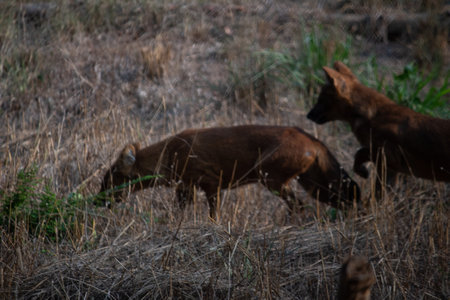 fox at Bannerghatta national park Bangalore running in the zoo. forest Wildlife sanctuaries in Karnataka Indiaの写真素材