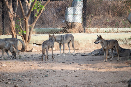 fox at Bannerghatta national park Bangalore running in the zoo. forest Wildlife sanctuaries in Karnataka Indiaの写真素材