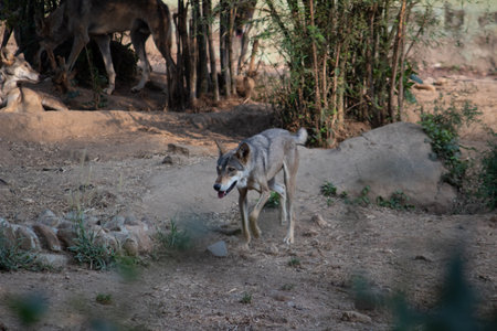 fox at Bannerghatta national park Bangalore running in the zoo. forest Wildlife sanctuaries in Karnataka Indiaの写真素材