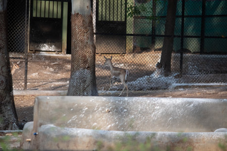 deer at Bannerghatta national park Bangalore running in the zoo. forest Wildlife sanctuaries in Karnataka Indiaの写真素材