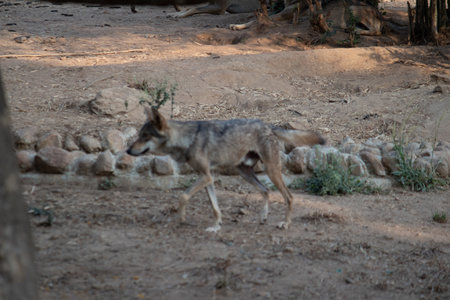 fox at Bannerghatta national park Bangalore running in the zoo. forest Wildlife sanctuaries in Karnataka Indiaの写真素材