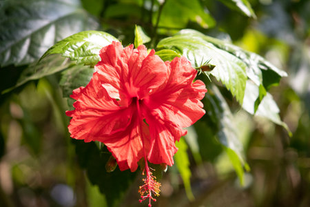 Full blossom red hibiscus red flower on the evening in the gardenの写真素材