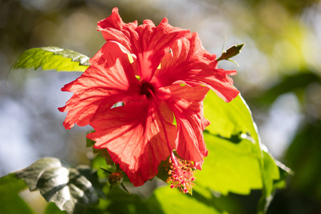 Full blossom red hibiscus red flower on the evening in the gardenの写真素材