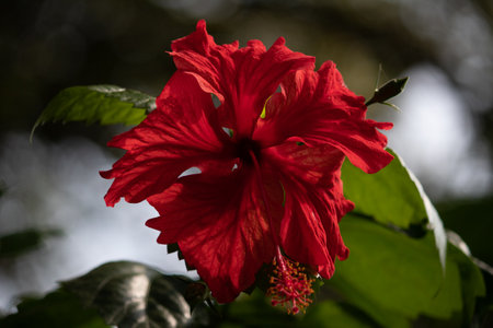 Full blossom red hibiscus red flower on the evening in the gardenの写真素材