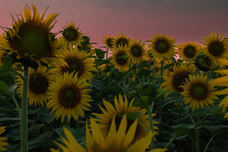 Sunflower garden on the evening sunset timing in Thiruttani Tamilnadu stateの写真素材