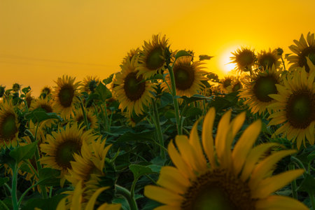 Sunflower garden on the evening sunset timing in Thiruttani Tamilnadu stateの写真素材