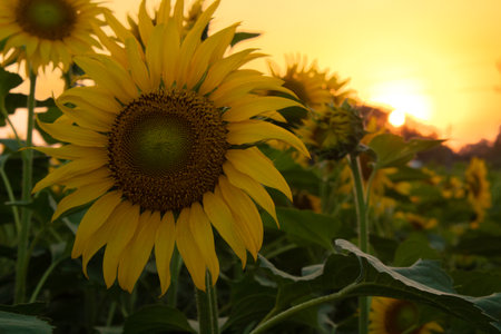 Sunflower garden on the evening sunset timing in Thiruttani Tamilnadu stateの写真素材