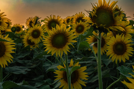 Sunflower garden on the evening sunset timing in Thiruttani Tamilnadu stateの写真素材