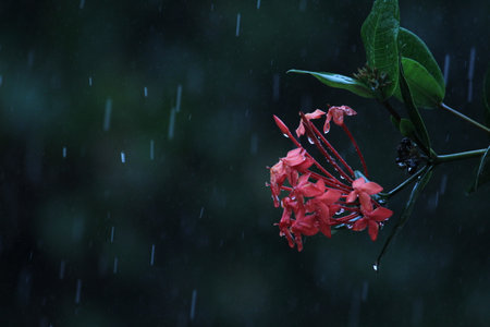 rain drops on the Butterfly Milkweed orange flower while rainingの写真素材