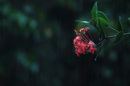 rain drops on the Butterfly Milkweed orange flower while rainingの写真素材