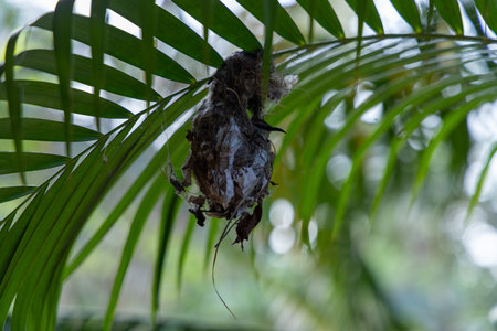 Little baby bird hungry and sitting in the nest and waiting for the his mom for the foodの写真素材