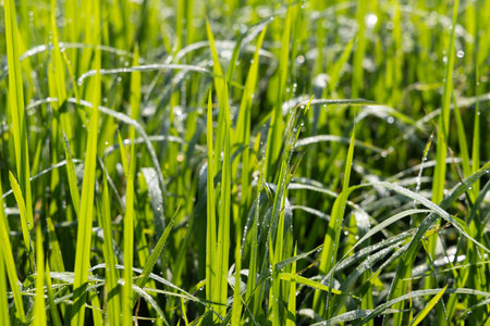 Dew on the grass in the sunny morning with beautiful soft bokeh effect. sunrise on the green grassの写真素材