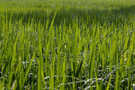 Dew on the grass in the sunny morning with beautiful soft bokeh effect. sunrise on the green grassの写真素材