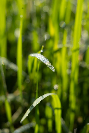Dew on the grass in the sunny morning with beautiful soft bokeh effect. sunrise on the green grassの写真素材