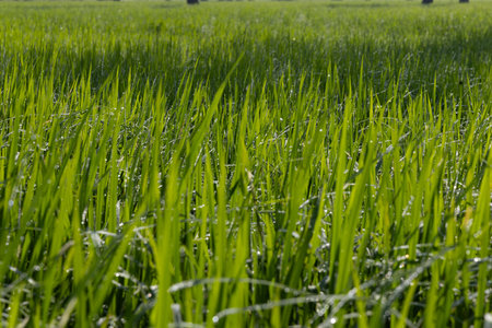 Dew on the grass in the sunny morning with beautiful soft bokeh effect. sunrise on the green grassの写真素材