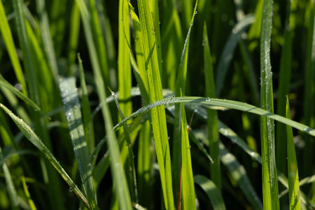 Dew on the grass in the sunny morning with beautiful soft bokeh effect. sunrise on the green grassの写真素材