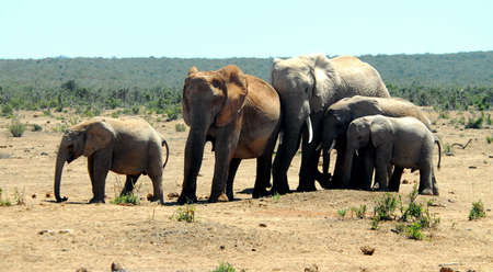 Elephant Familyの写真素材