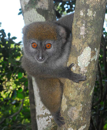 Lemur/Madagascarの写真素材