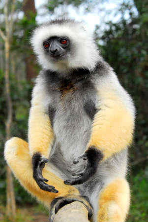 Sifaka Lemur/Madagascarの写真素材
