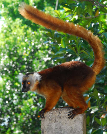 Black lemurs/Madagascarの写真素材