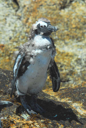 Jackass Penguin/South Africaの写真素材