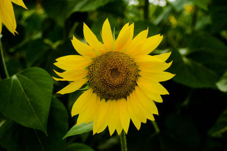 Sunflower field landscape sunflower, growth, fields, landscape, agriculture, background, beautiful, beauty blue clear closeup colorful flora floral flower greenの写真素材