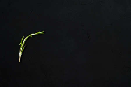 Fresh rosemary herbs isolated on black background. Culinary healthy aromatic herbs. Culinary arts.の写真素材