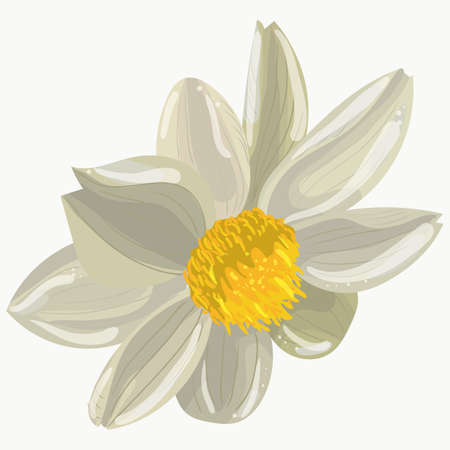 vector isolated flower.realistic flower for party design. suitable for greeting cards, wedding, pattern printingのイラスト素材
