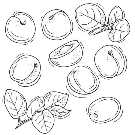 vector illustration of apricot in Doodle style. outline drawing of an apricot. the minimalistic design of fruit.のイラスト素材