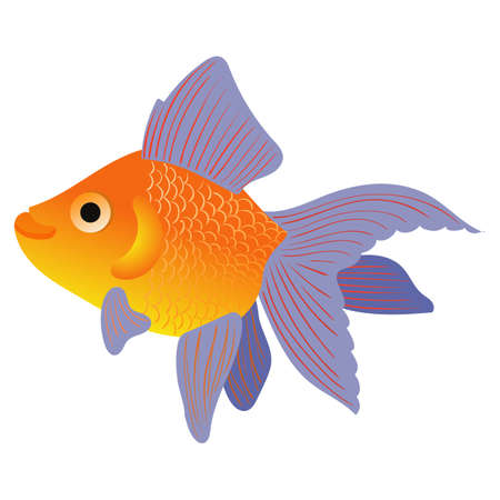 Vector illustration of a goldfish. children's illustration of a pet. aquarium fish is bright.のイラスト素材