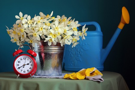 A bouquet of daffodils, an alarm clock and garden tools on the table. Spring still life.の写真素材