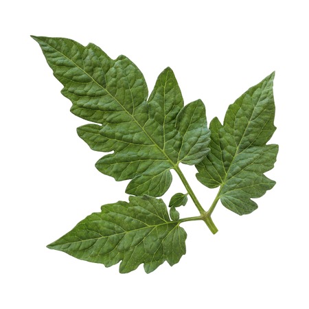 fresh green tomato leaves, isolated on white background. herbarium.