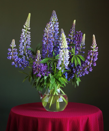 bouquet of blue lupine at the round table with a red tablecloth.の写真素材