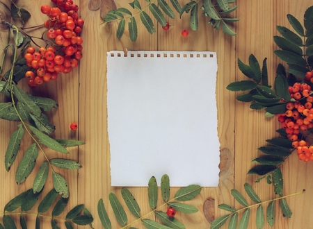 sheet of white paper from the notebook and bunches of Rowan berries with leaves on wooden background. The view from the top. Place for Your text.の写真素材