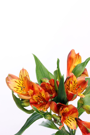 Flower Alstroemeria on a white background. Peruvian lilies. Empty space for Your text on the top. Nice background for greeting card with 8 March or birthday.の写真素材
