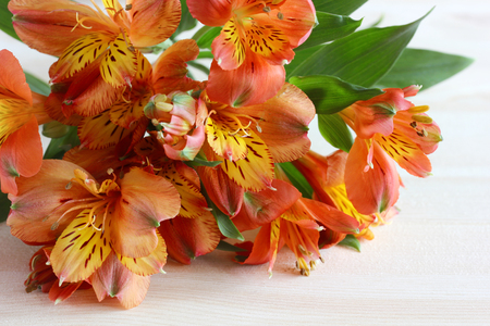 Alstroemeria, red-yellows flowers close-up. For greeting picture or greeting card with birthday or March 8.の写真素材