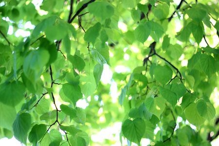blurred natural background with Linden branches and leaves out of focus. crown of the tree, young...