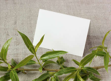 mockup, scene creator. white blank card and a branch with young fresh green leaves. the natural...