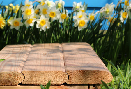 Smooth wooden planks creating a presentation space with daffodils and blue fence in the backgroundの写真素材