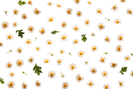 Floral pattern made of white daisy flowers and green leaves on white background, creating a natural and delicate designの写真素材