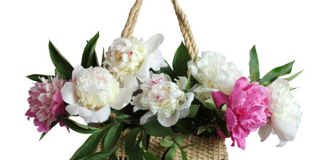 a bouquet of peonies in a woven bag, isolated on a white background. full bloom. pink lush flowers.の写真素材